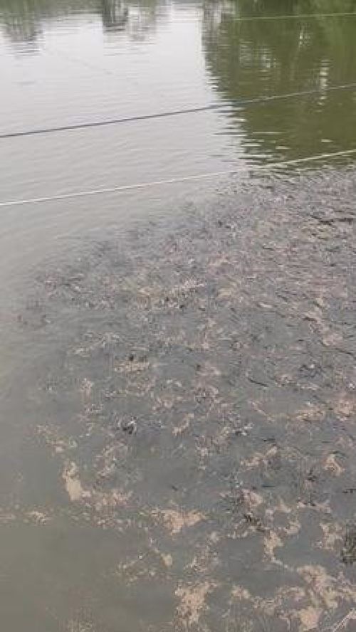 深耕內陸水產養殖 紅盛水產的黃骨魚養殖與銷售之路